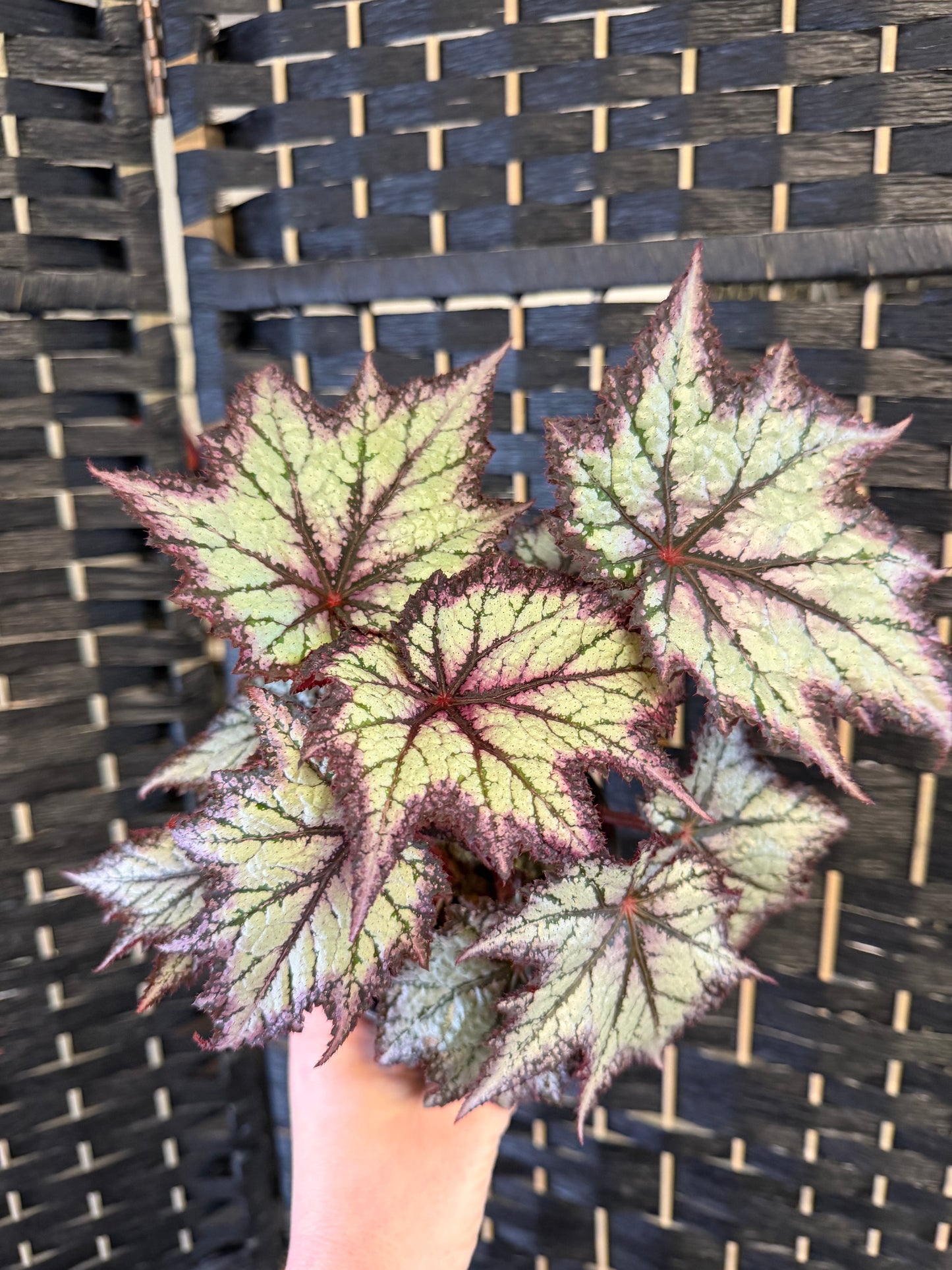 Bewitched Lavender Begonia 4in