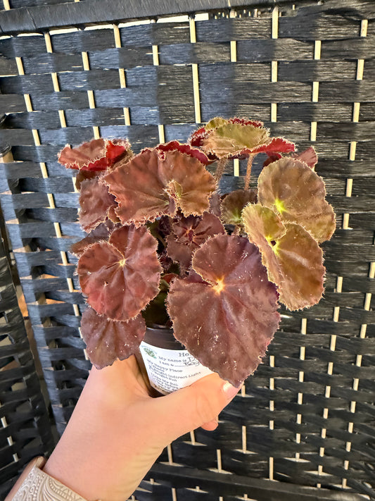 Dibs Amber Begonia 4in