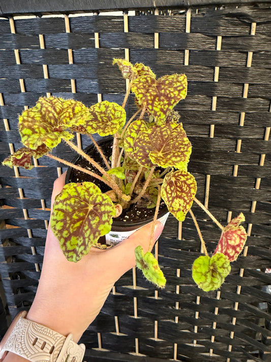 Eyelash Begonia 4in