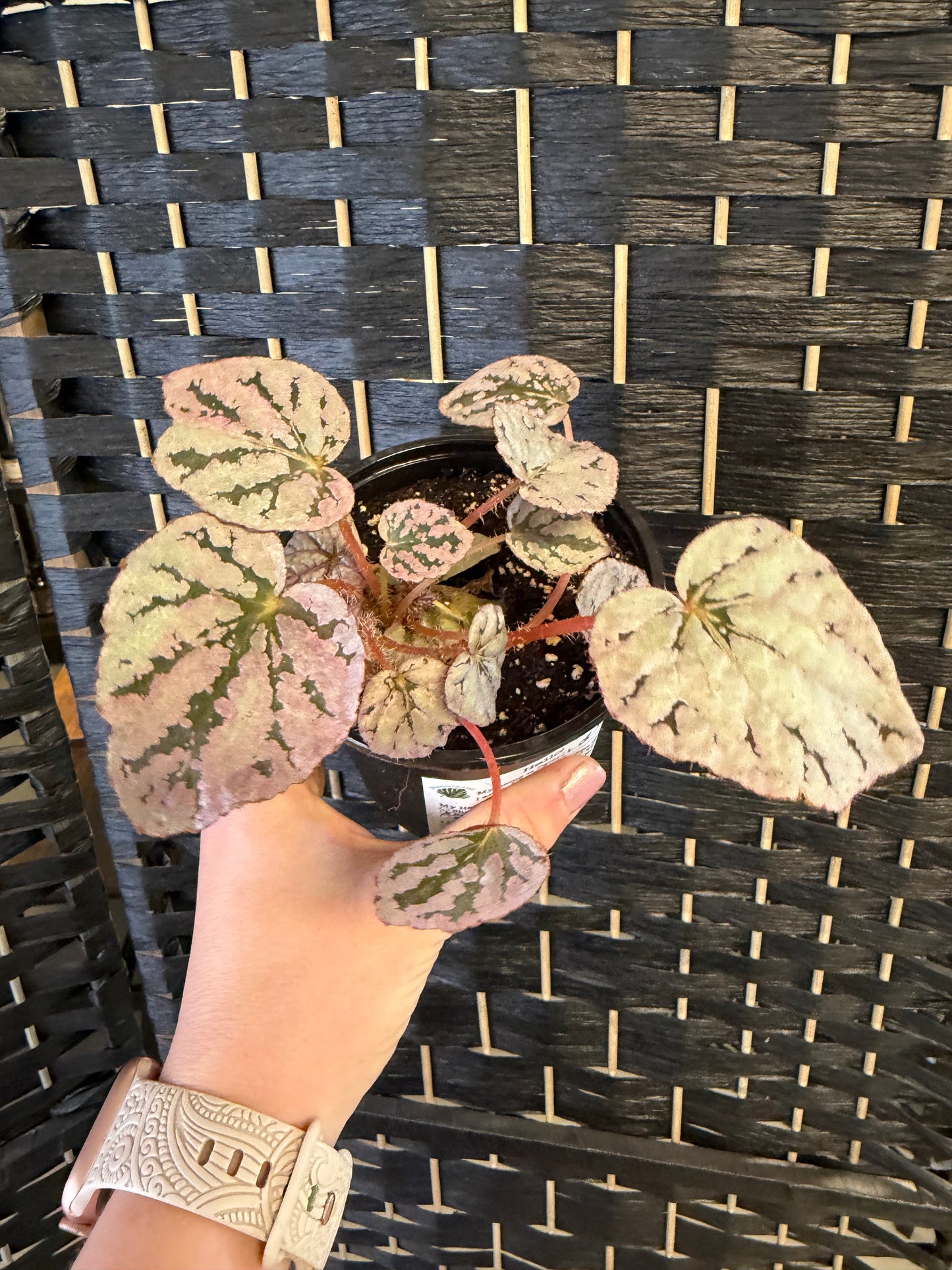 Spirit of Bali Begonia 4in