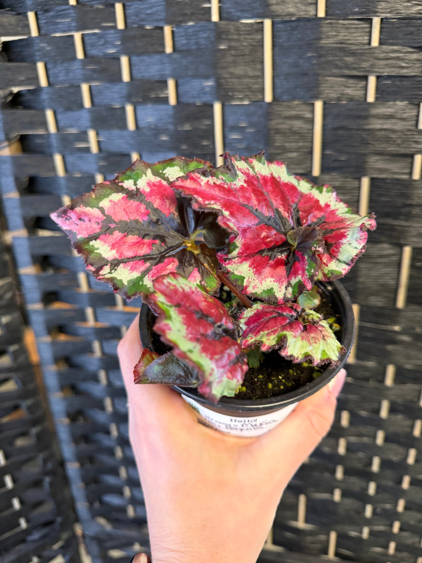 Mafia Begonia 4in