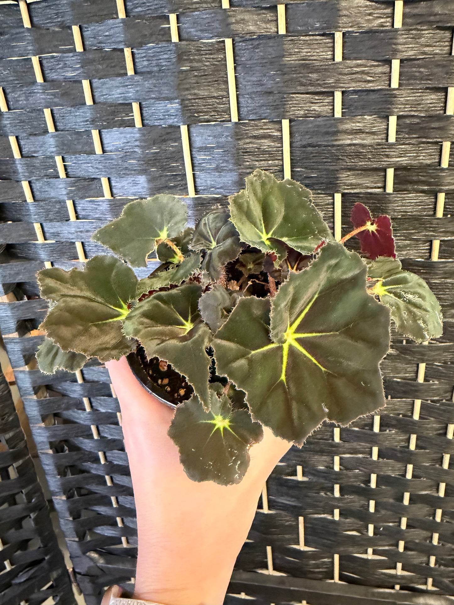 Rivulet Stella Begonia 4in