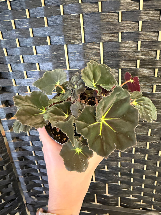 Rivulet Stella Begonia 4in