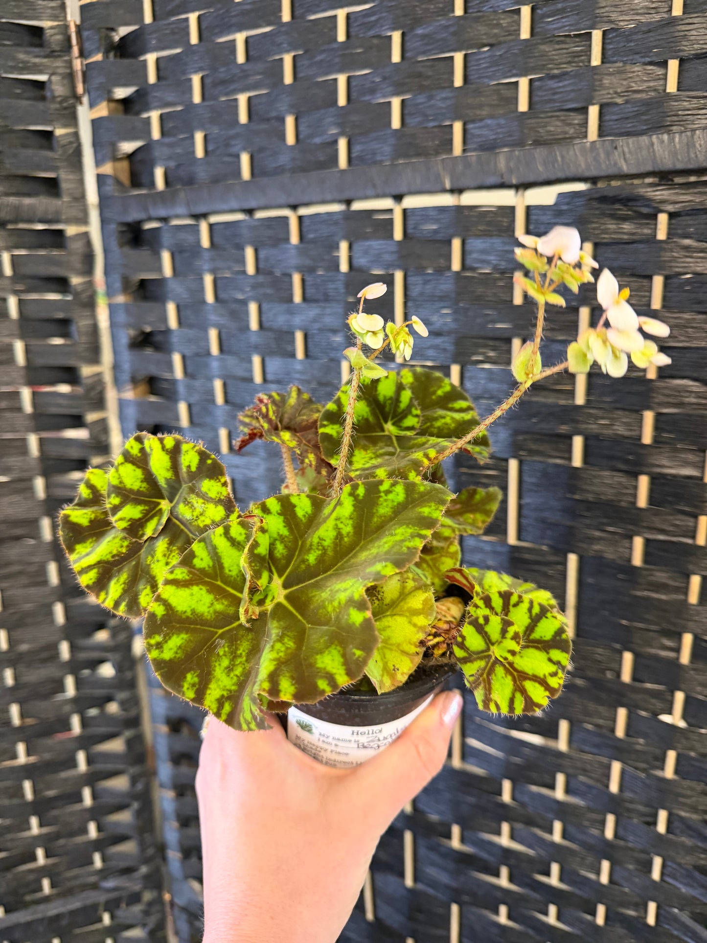 Zumba Begonia