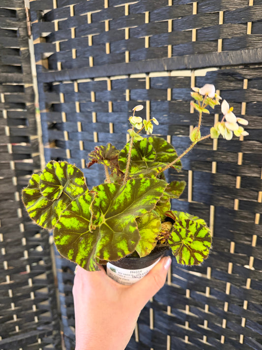 Zumba Begonia