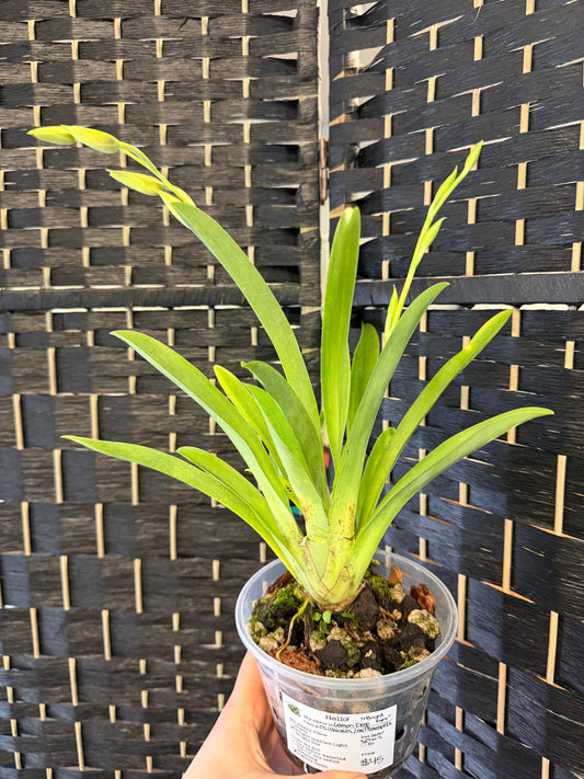 Lemon Drop Bright Eyes Miltassia Orchid
