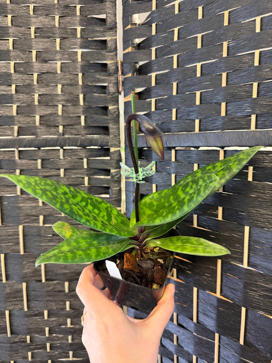 Petula Dramatically Paphiopedilum