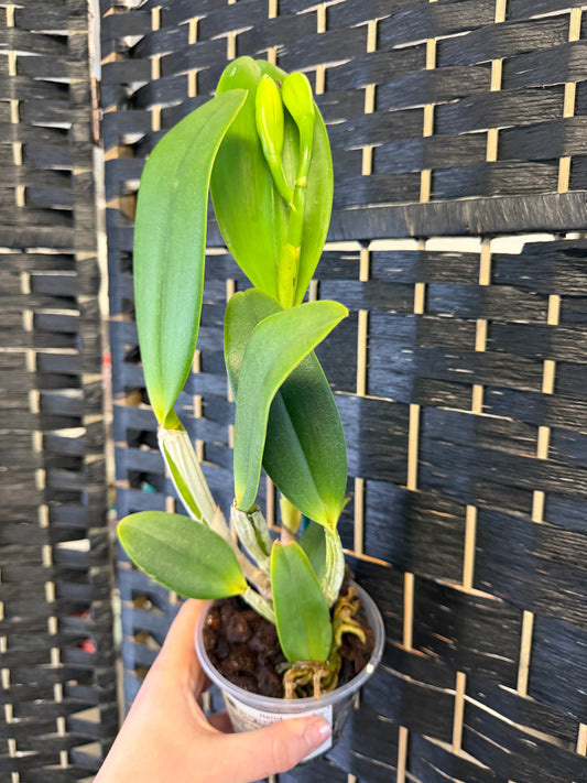 Island Charm Brassavola × Cattleya hybrid