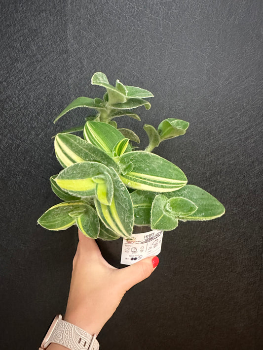 Velvet Hill Tradescantia ,Var. 5in