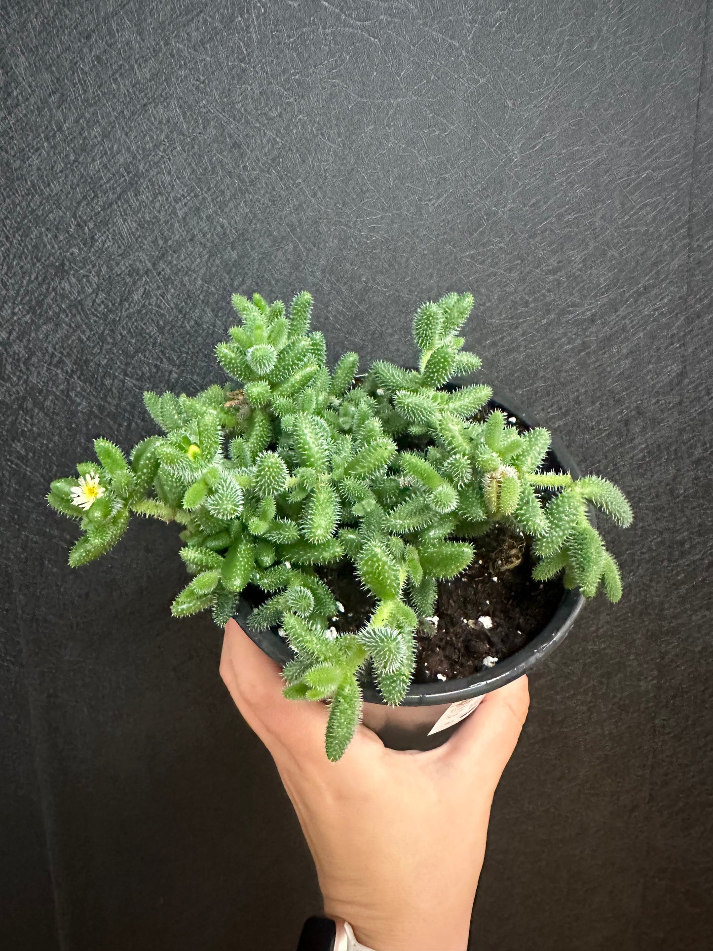Pickle Plant, 5in