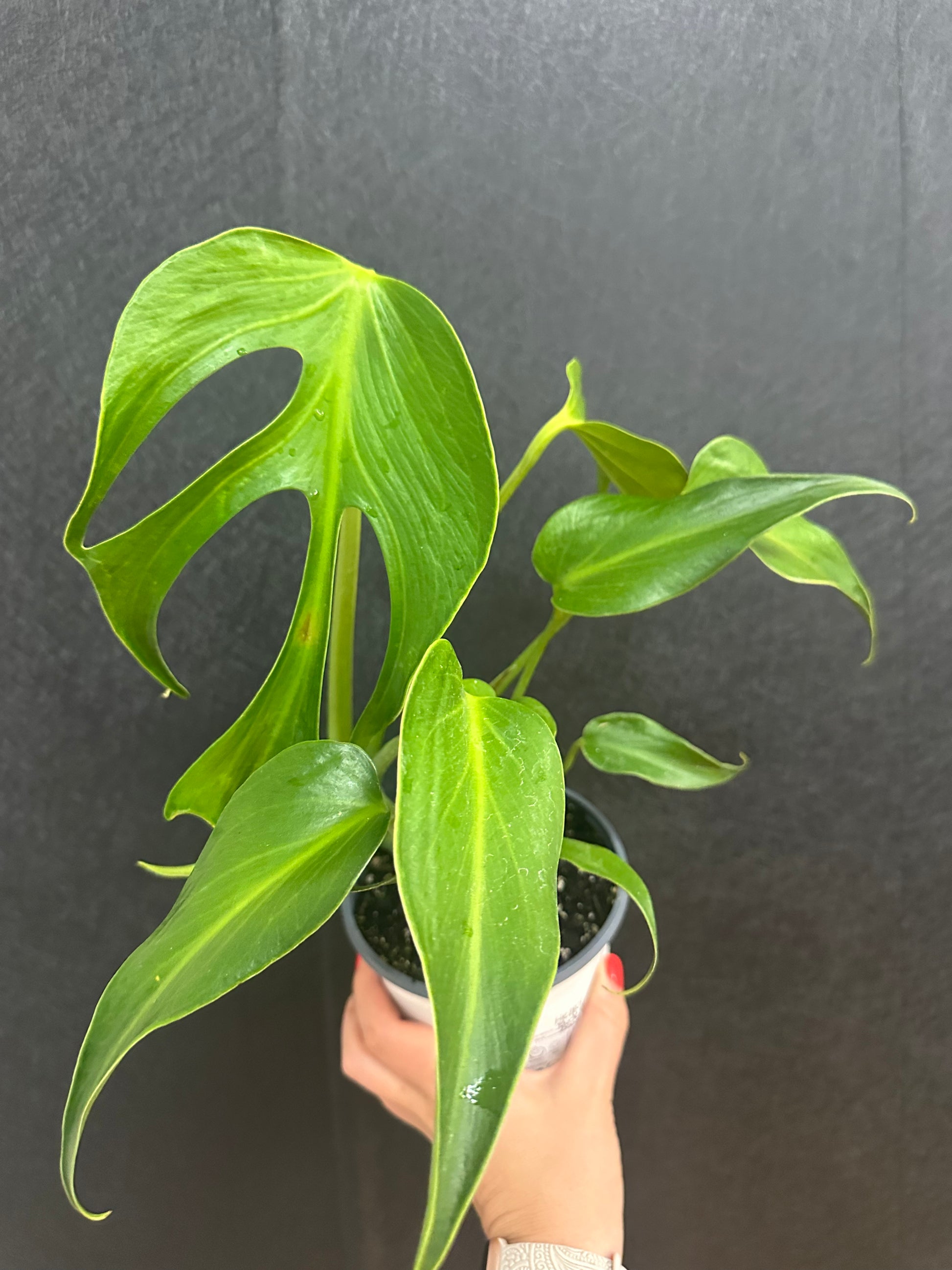 marx philodendron Burle Marx Flame Philodendron, 6in – Blossom + Branch Houseplants