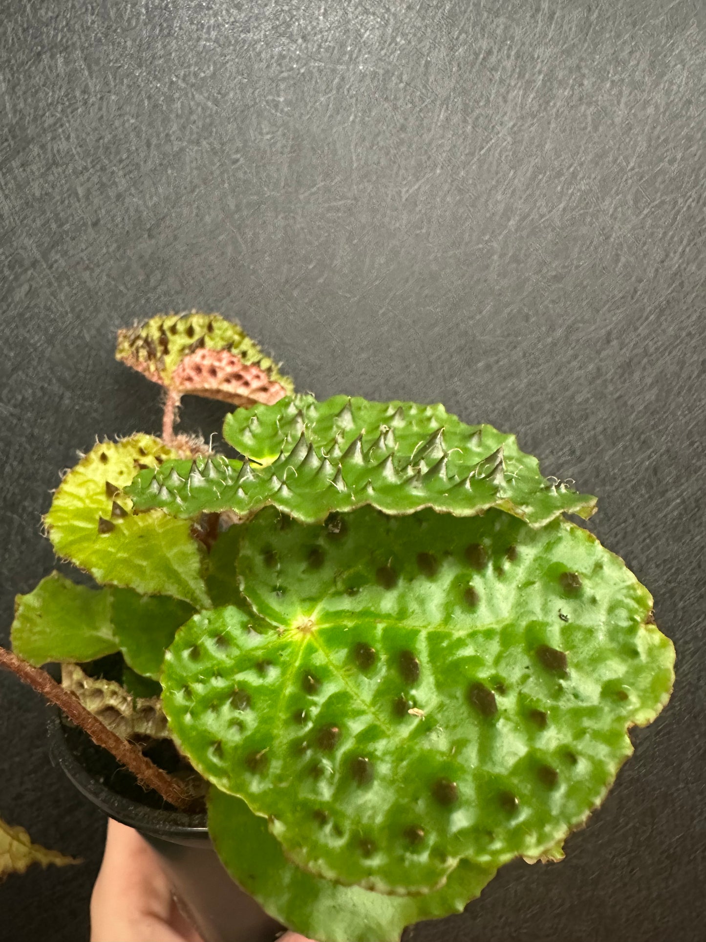 Begonia Ferox 4in