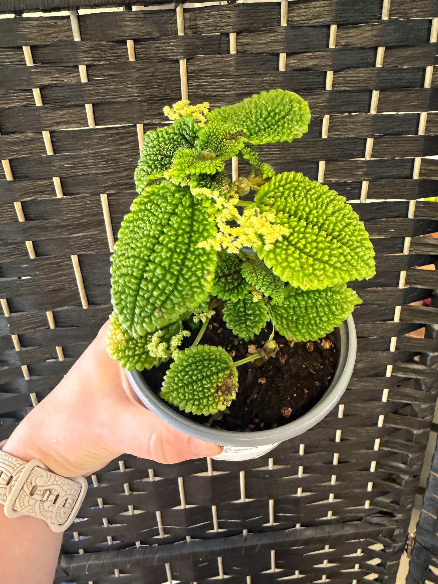 Moon Valley Pilea
