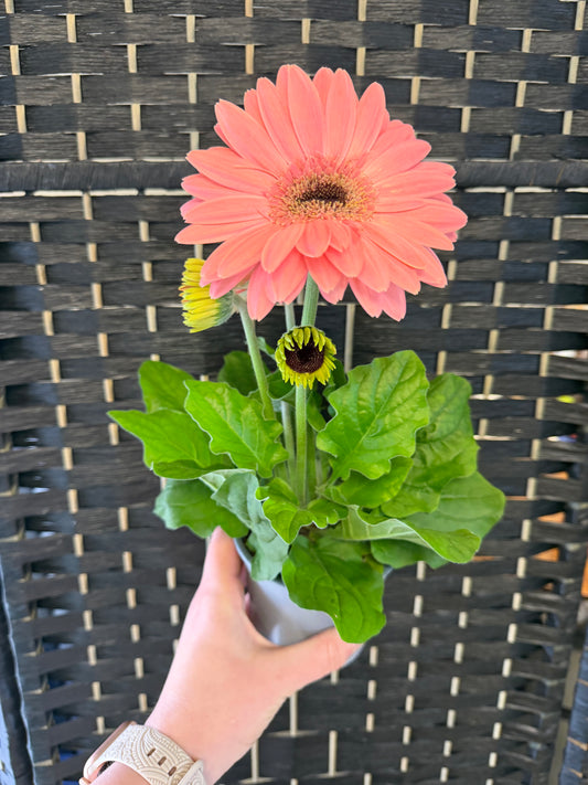 Gerbera Daisy 4in