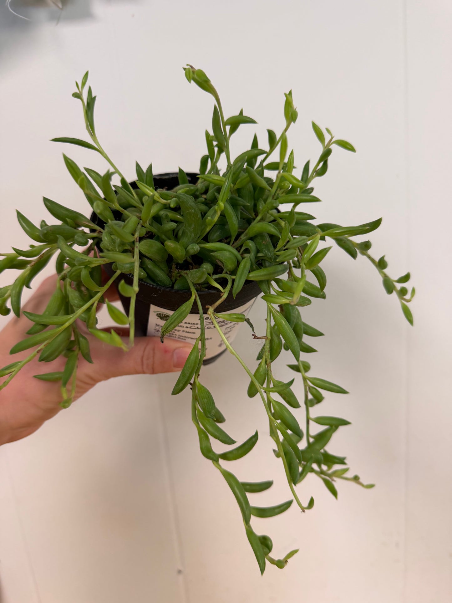 String of Bananas-4in