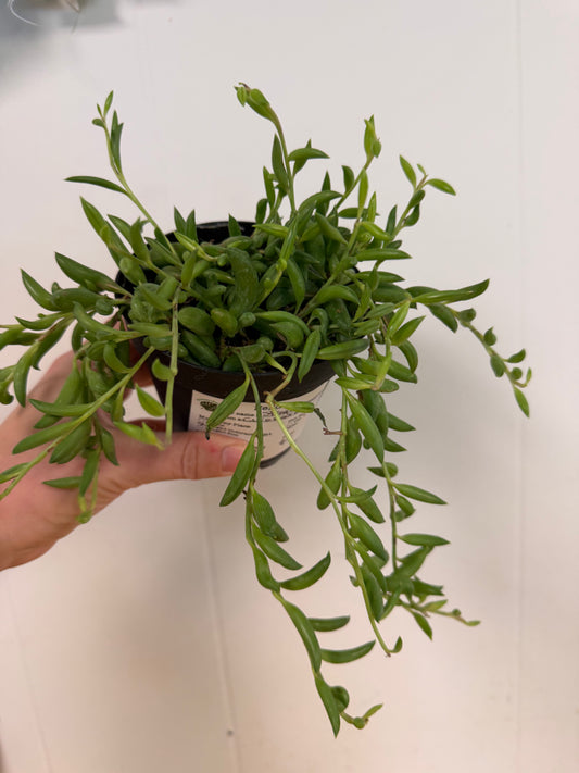 String of Bananas-4in