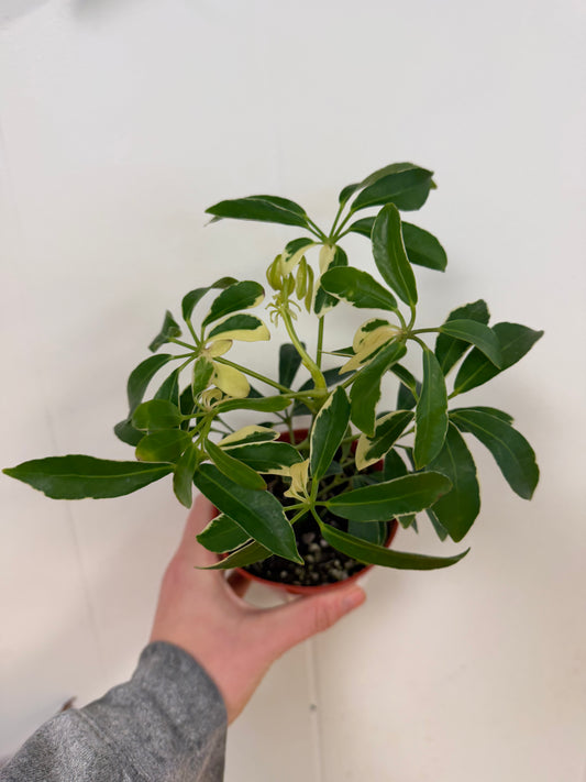 Moondrop Umbrella Tree, Var. 4in