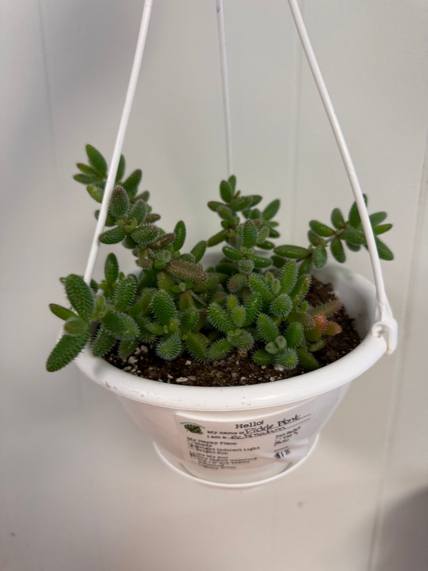 Pickle Plant Echinatum 6in Hanging