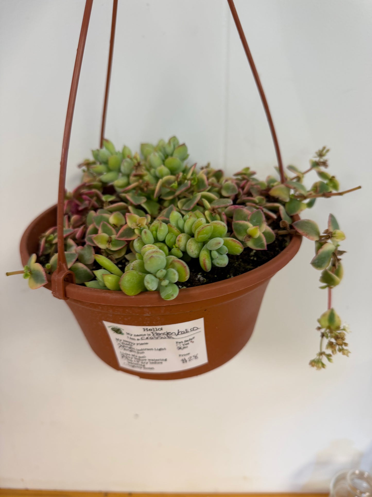 Penden/Calico Crassula 10in