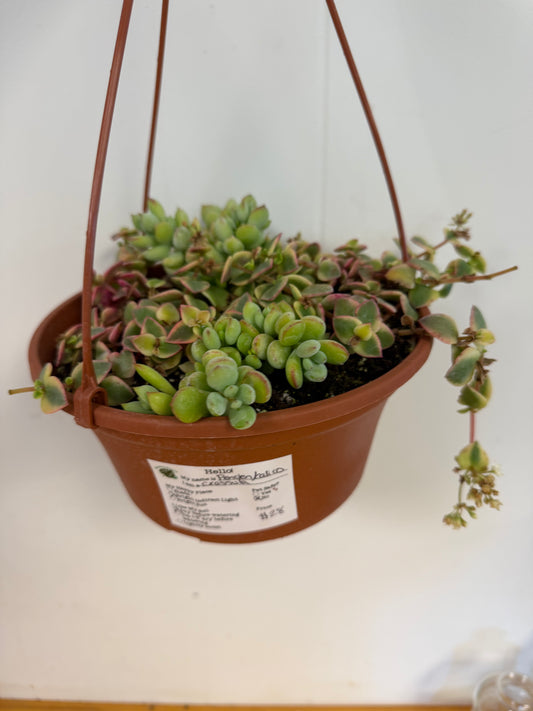 Penden/Calico Crassula 10in