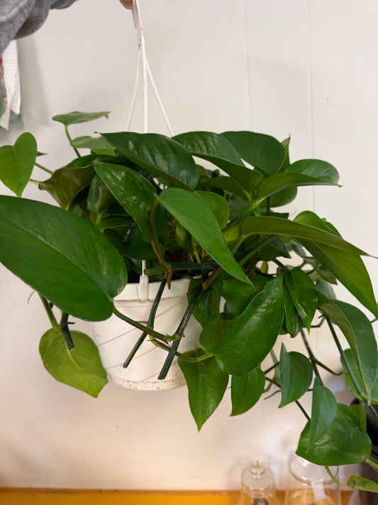 Jade Pothos 8in Hanging
