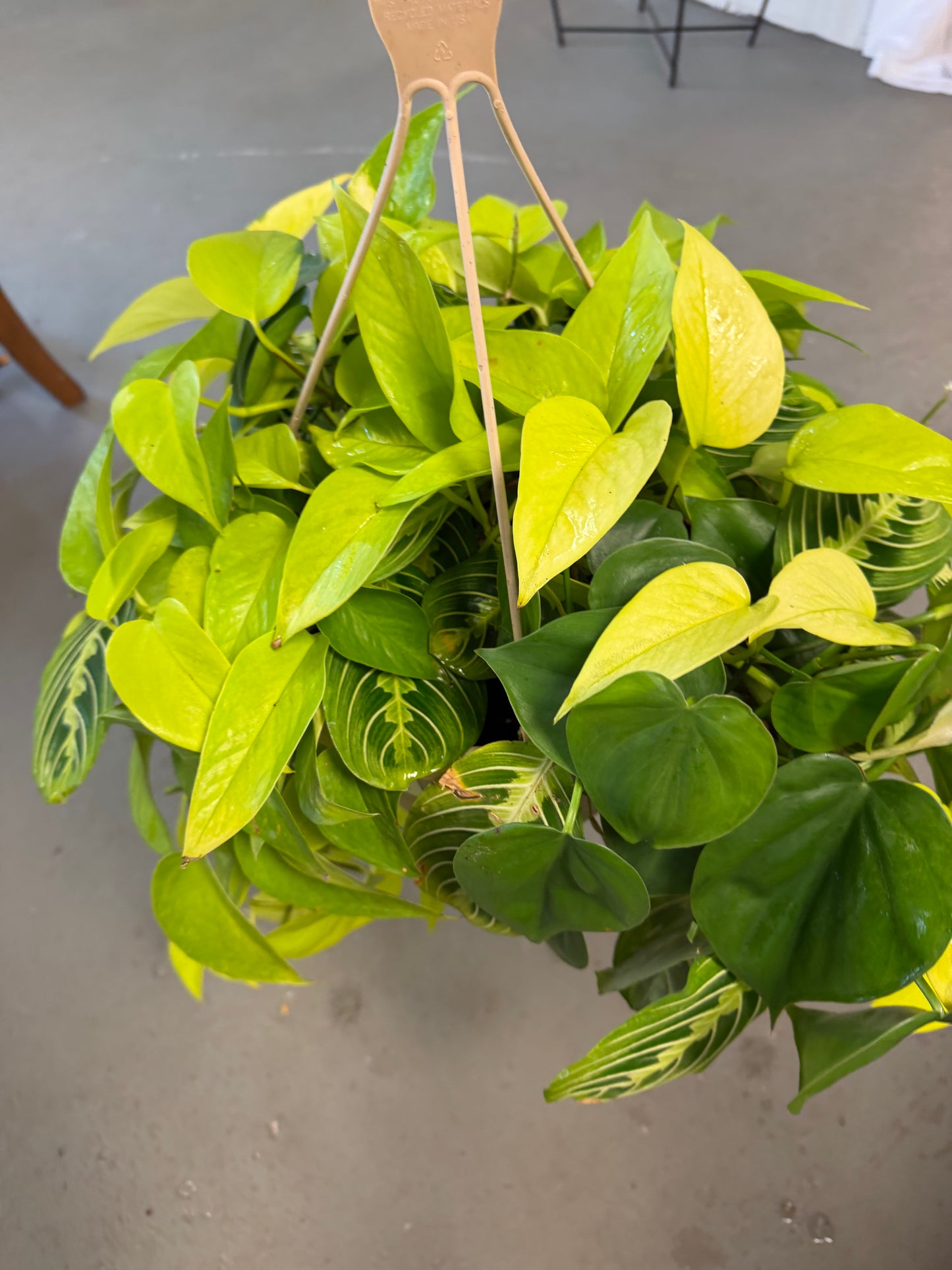 Tropical Combo Basket