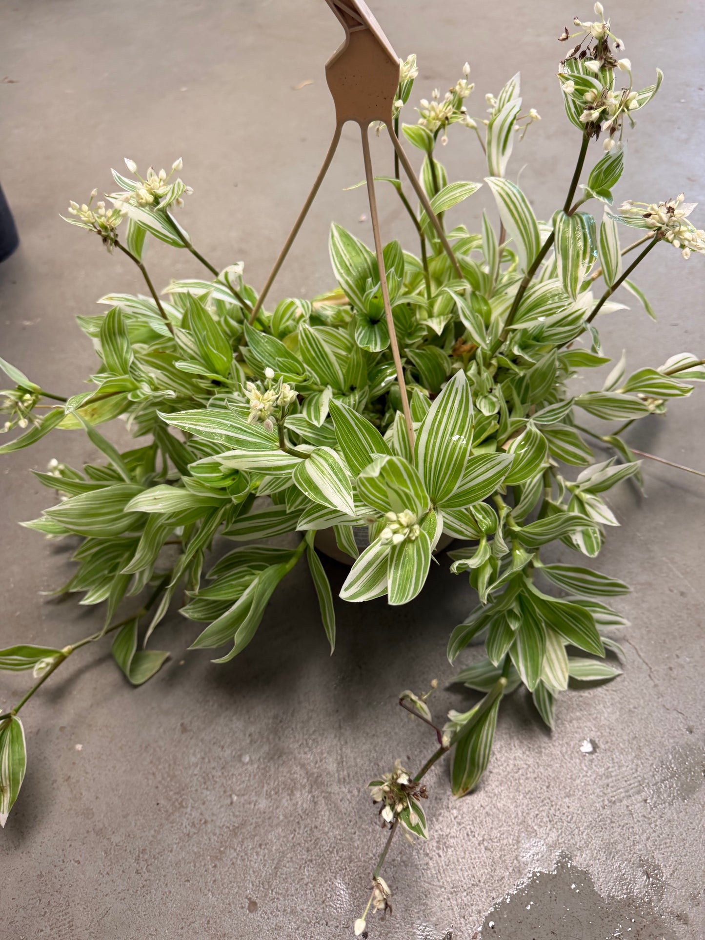 Pistachio White Tradescantia Basket