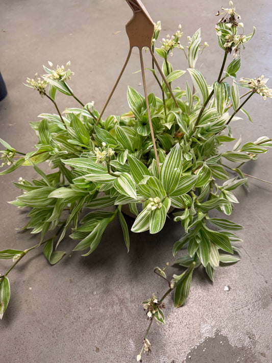 Pistachio White Tradescantia Basket