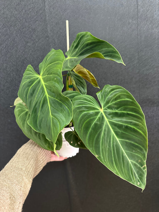 Philodendron Splendid 5in