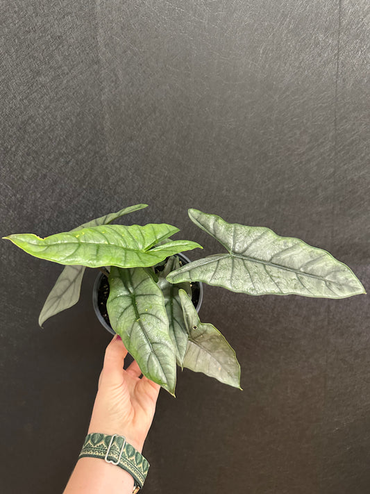 Alocasia Dragons Breath 5in