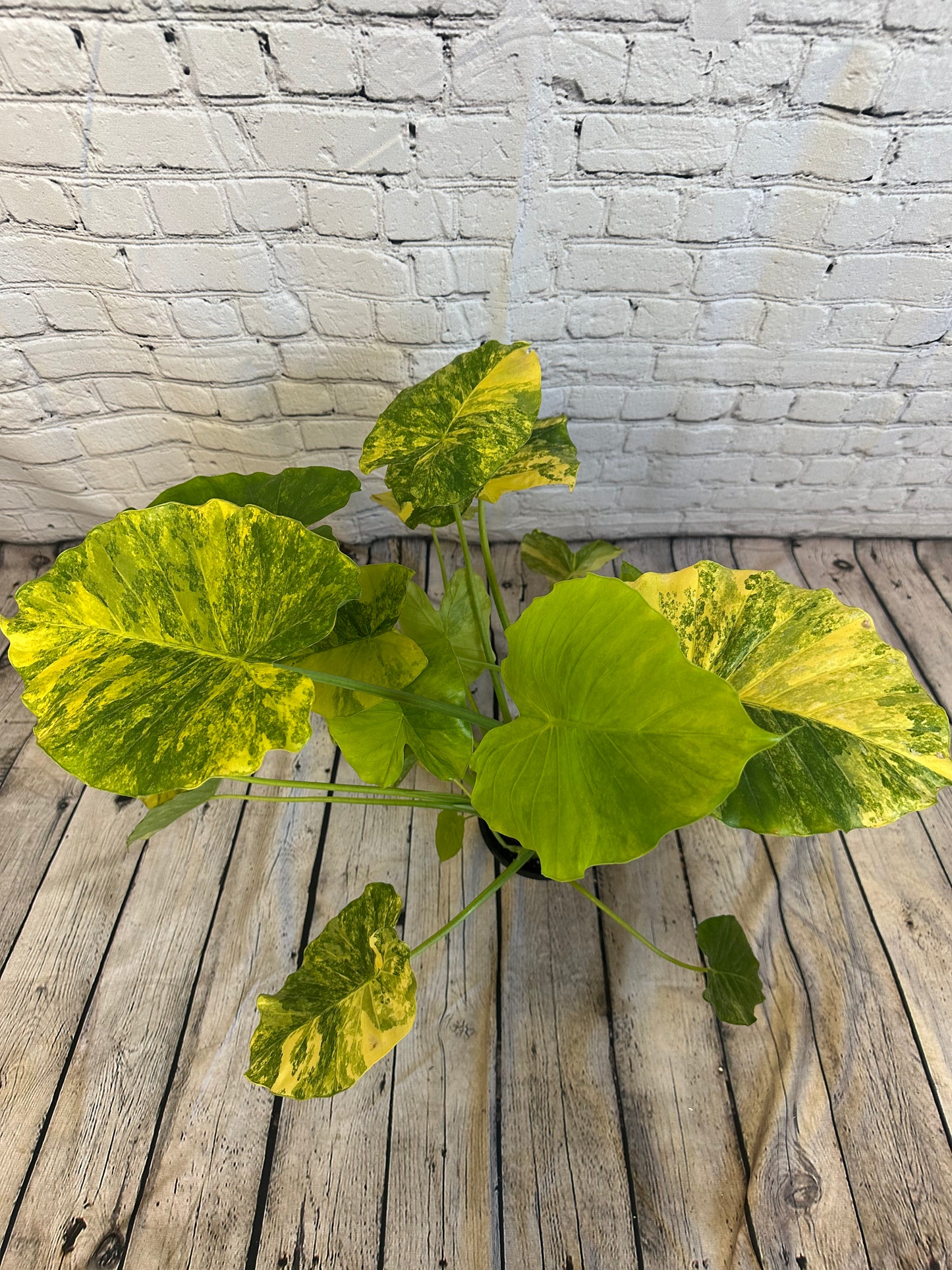 Alocasia Odora Yellow, Var.