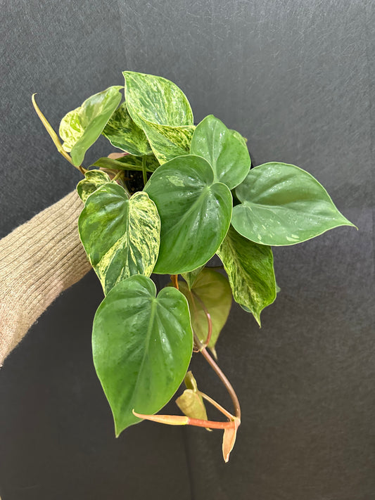 Philodendron Heartleaf Variegated 6in