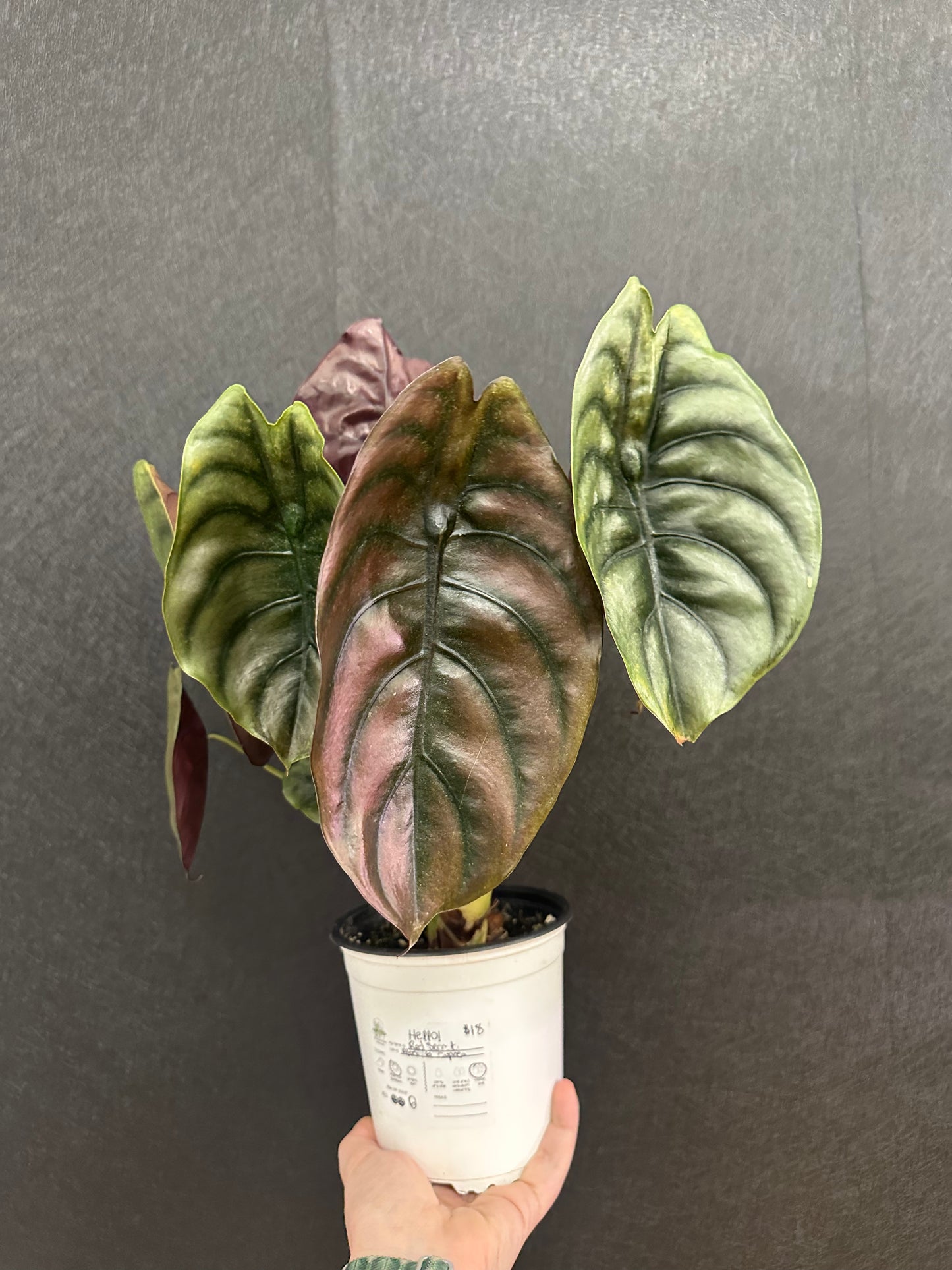 Alocasia Cuprea ‘Red Secret’ 5in