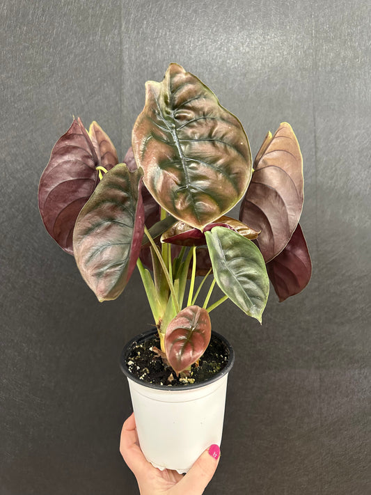 Alocasia Cuprea ‘Red Secret’ 5in