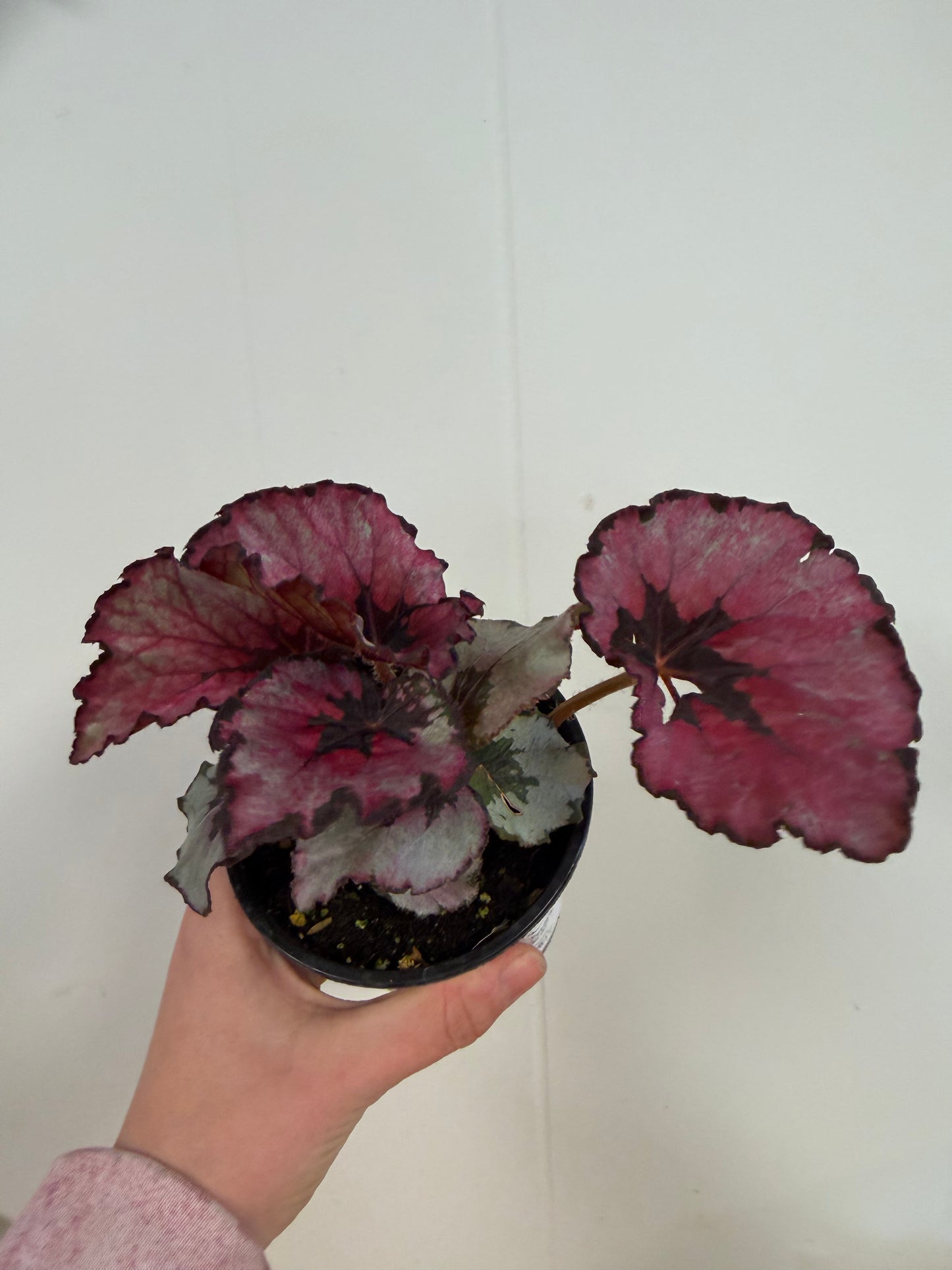 Fiji Begonia 4in