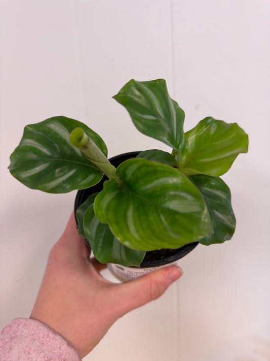 White Bahia Calathea 4in