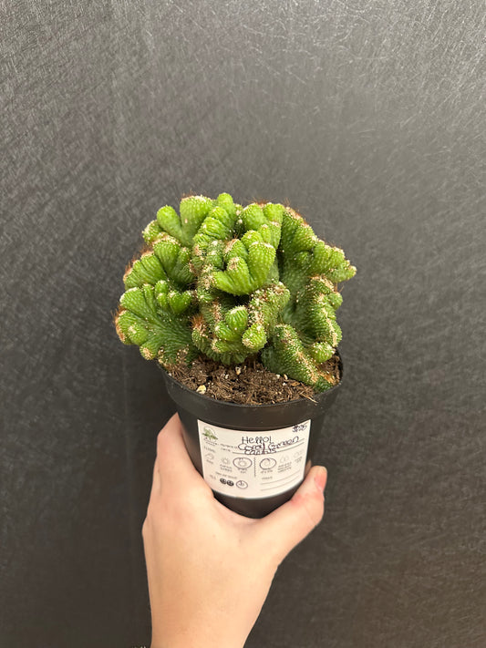 Coral Green Cactus 4in