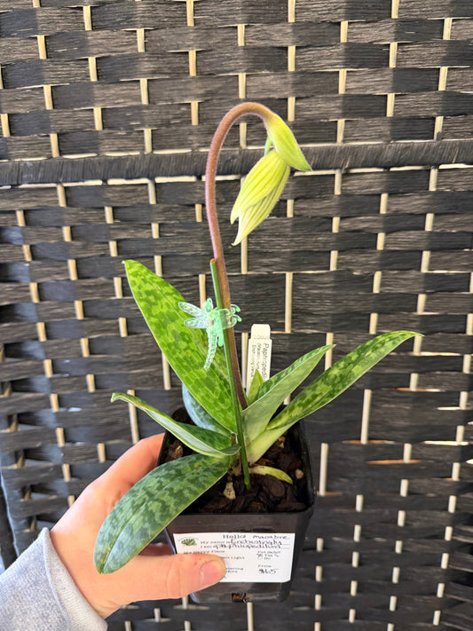 Enchanting Macabre Paphiopedilum Orchid