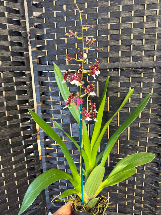 Wildcat Oncidium Orchid