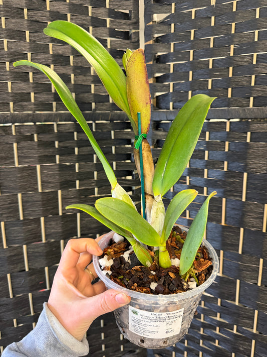 Island Charm Elizabeth Br. Orchid