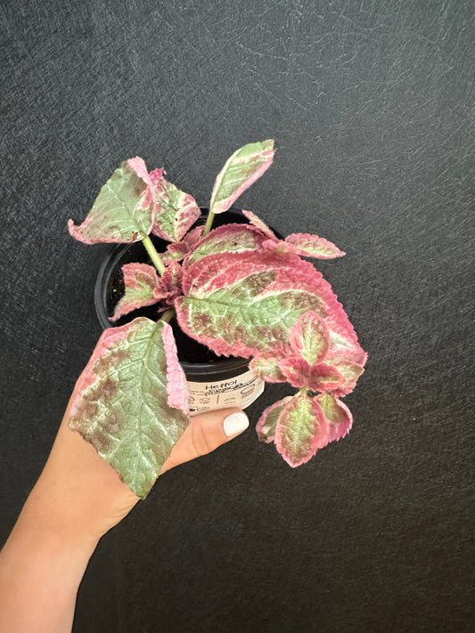 Pink Brocade Episcia 4in