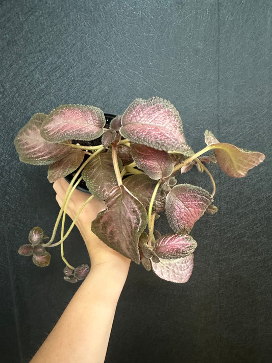 Purple Rain Episcia 4in