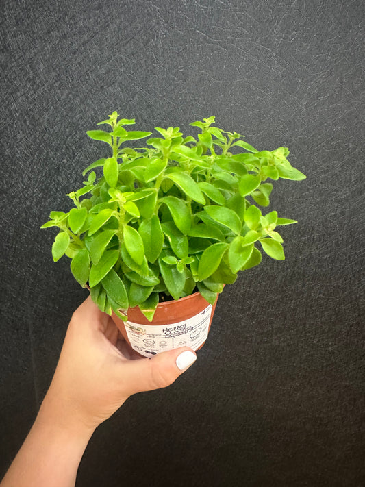 Rasta Lipstick Plant- 4in