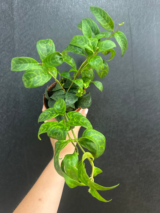 Black Pagoda Lipstick Plant 4in