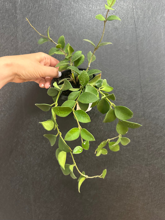 Hoya Nummularioides 4in