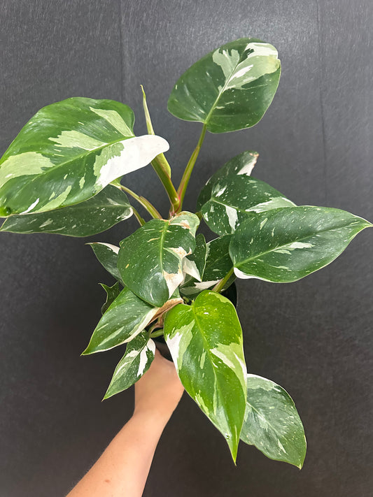 White Wizzard Philodendron 6in