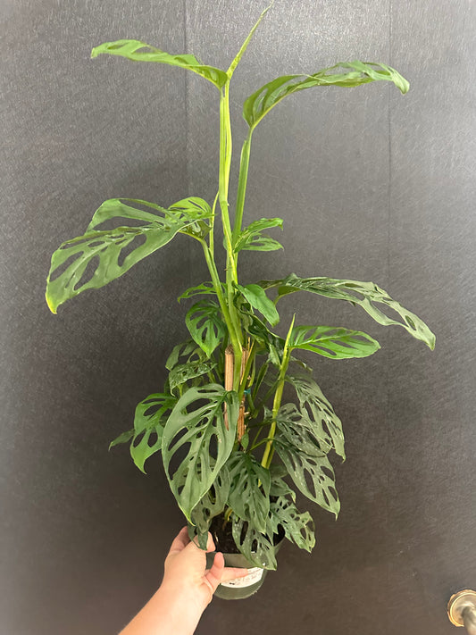 Monstera Swiss Cheese on Pole 6in