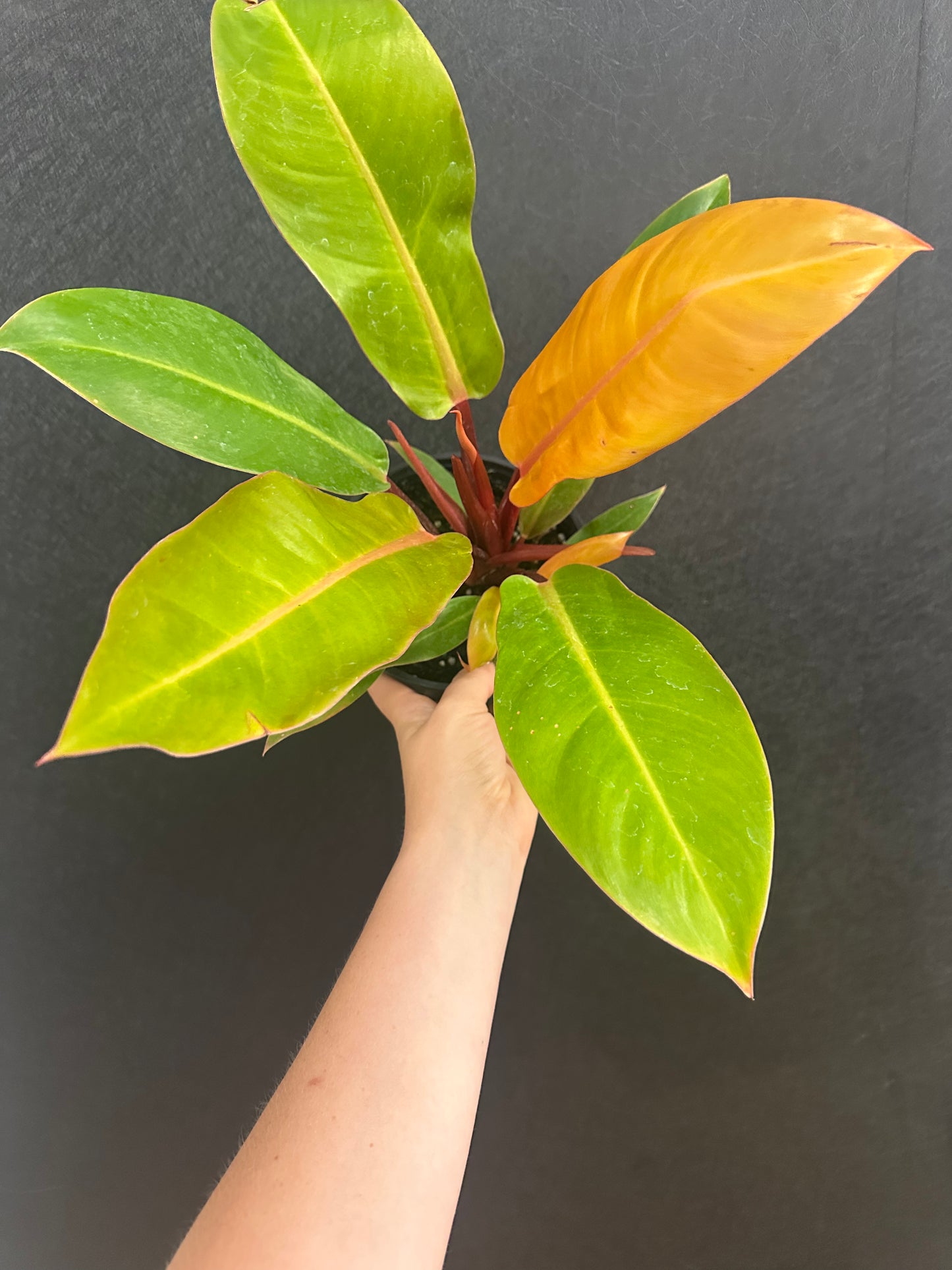 Prince of Orange Philodendron 6in