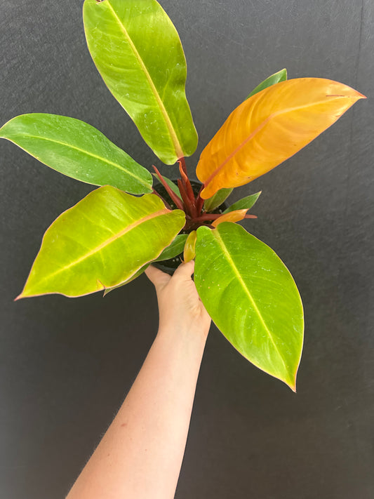 Prince of Orange Philodendron 6in