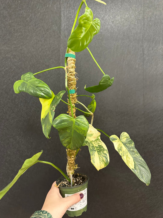 Philodendron Bipennifolium Var. 4in